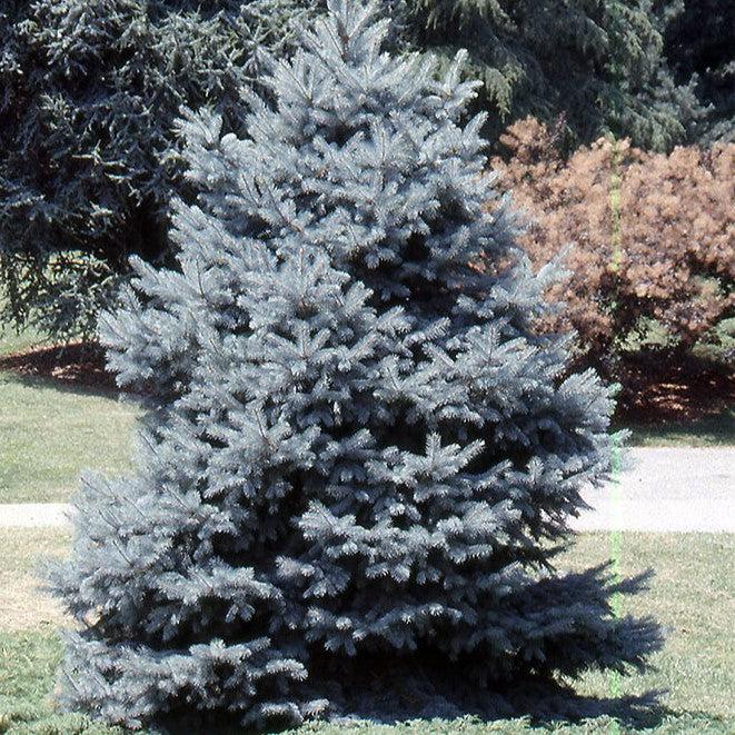 Picea pungens 'Baby Blue Eyes' ~ Baby Blue Eyes Spruce-ServeScape