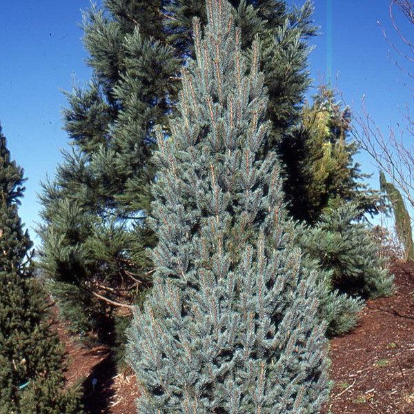 Picea pungens 'Fastigiata' ~ Columnar Colorado Blue Spruce-ServeScape