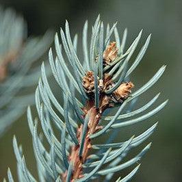 Picea pungens 'Fastigiata' ~ Columnar Colorado Blue Spruce-ServeScape