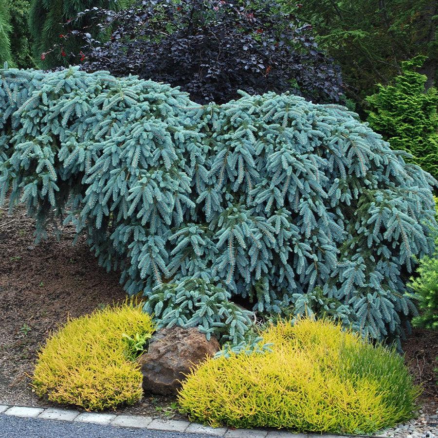 Picea pungens 'The Blues' ~ The Blues Blue Spruce-ServeScape