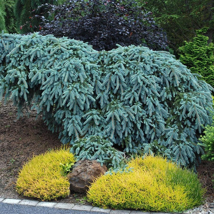 Picea pungens 'The Blues' ~ The Blues Blue Spruce-ServeScape