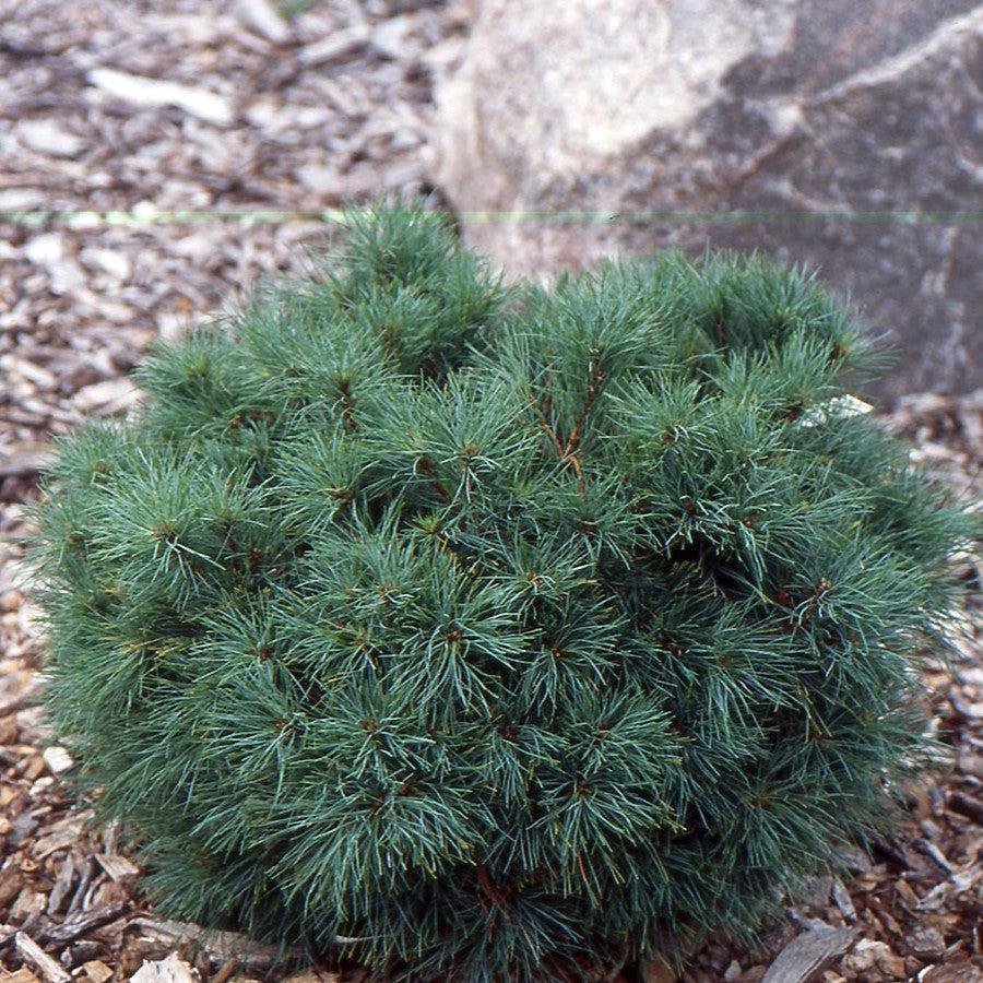 Pinus strobus 'Sea Urchin' ~ Sea Urchin Pine-ServeScape