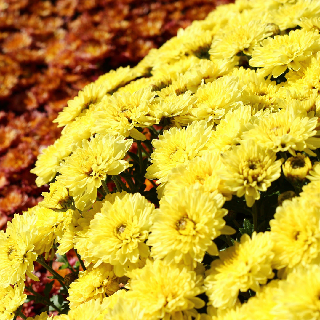 Chrysanthemum x morifolium 'Aluga Yellow' ~ Belgian Mums® Aluga Yellow Mum-ServeScape