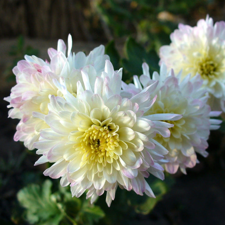 Chrysanthemum x morifolium 'Aluga White' ~ Belgian Mums® Aluga White Mum-ServeScape