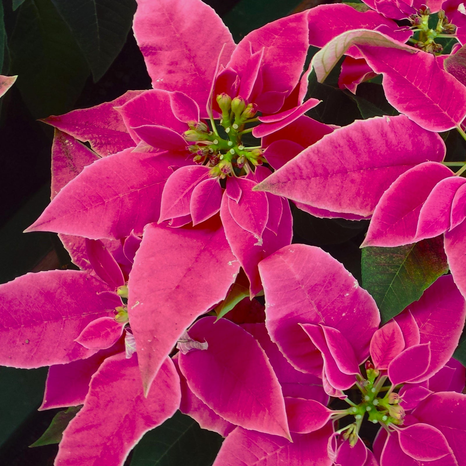 Euphorbia pulcherrima ~ Poinsettia, Dark Pink-ServeScape