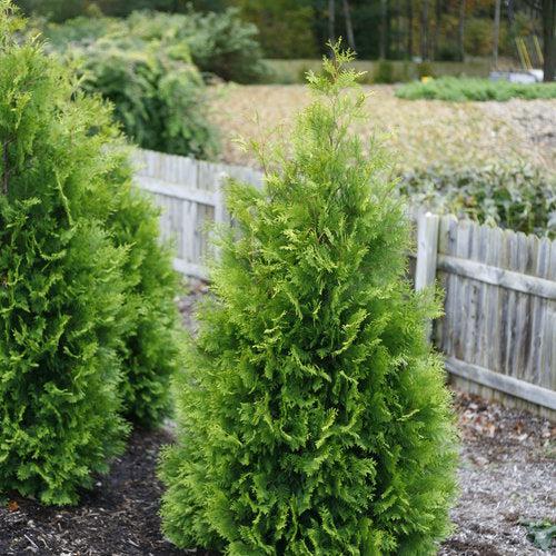 Thuja occidentalis 'SMTOYB' ~ Polar Gold® Arborvitae-ServeScape