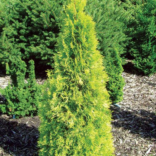 Thuja occidentalis 'SMTOYB' ~ Polar Gold® Arborvitae-ServeScape