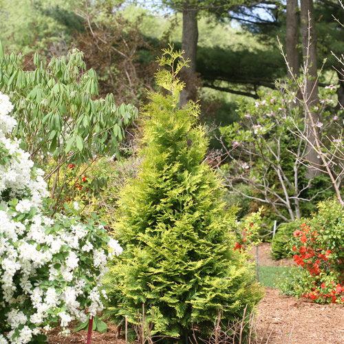 Thuja occidentalis 'SMTOYB' ~ Polar Gold® Arborvitae-ServeScape