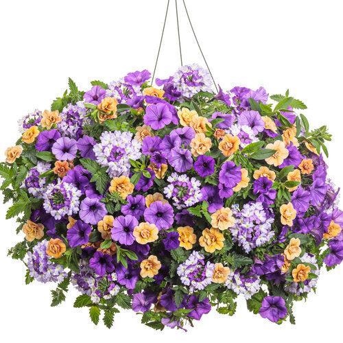 ServeScape ~ PW® Polar Peach Hanging Basket-ServeScape