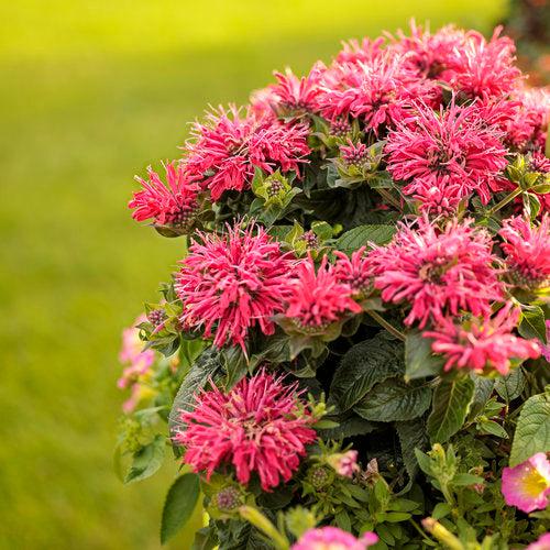 Monarda didyma 'Pardon My Cerise' ~ Pardon My Cerise Bee Balm-ServeScape