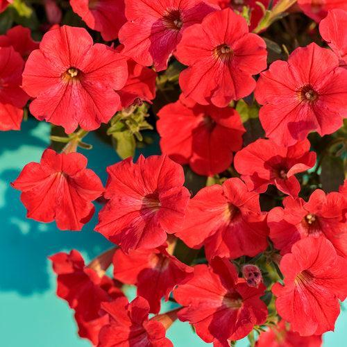 Petunia hybrid 'Really Red' ~ PW® Supertunia® Really Red Petunia-ServeScape