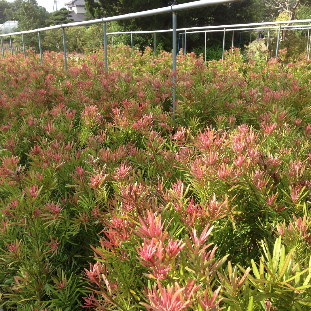 Podocarpus macrophyllus 'Sosa' ~ Mood Ring™ Podocarpus-ServeScape