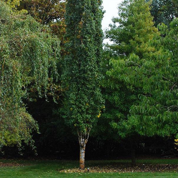 Populus tremula 'erecta' ~ Swedish Columnar Aspen-ServeScape