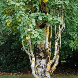 Populus tremula 'erecta' ~ Swedish Columnar Aspen-ServeScape