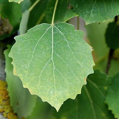 Populus tremula 'erecta' ~ Swedish Columnar Aspen-ServeScape