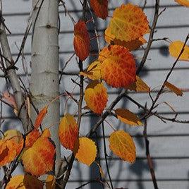 Populus tremula 'erecta' ~ Swedish Columnar Aspen-ServeScape