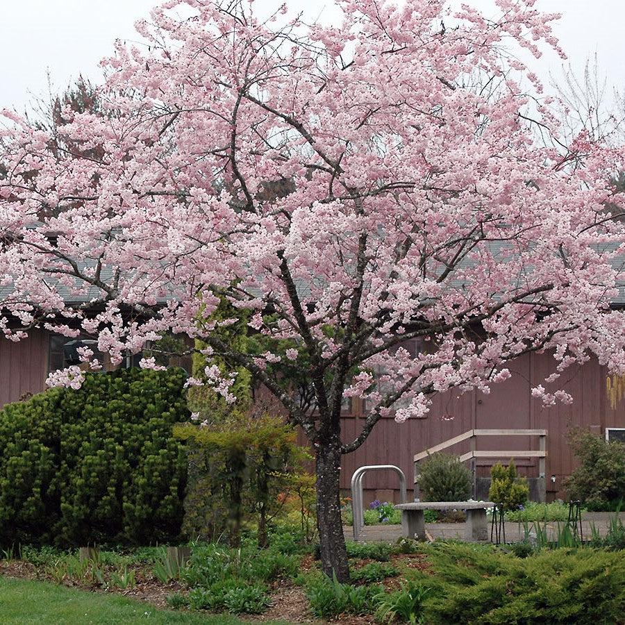 Prunus subhirtella 'Accolade' ~ Accolade Flowering Cherry-ServeScape