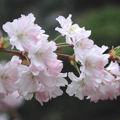 Prunus subhirtella 'Accolade' ~ Accolade Flowering Cherry-ServeScape