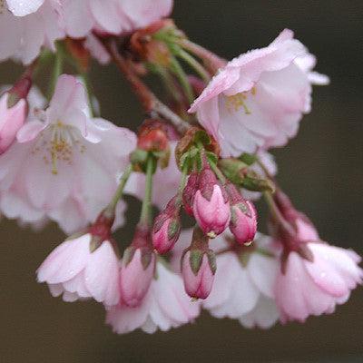 Prunus subhirtella 'Accolade' ~ Accolade Flowering Cherry-ServeScape