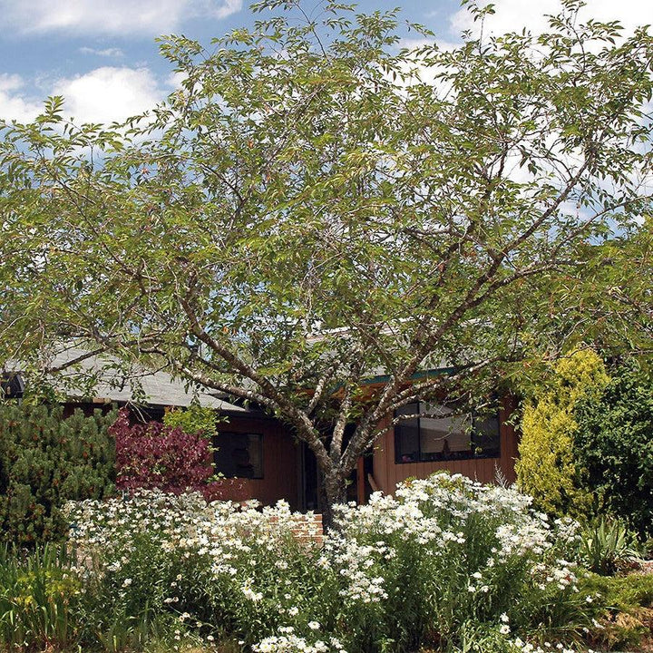 Prunus subhirtella 'Accolade' ~ Accolade Flowering Cherry-ServeScape