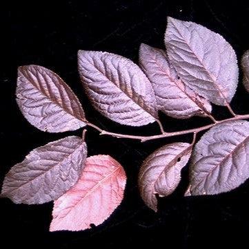 Prunus cerasifera 'Atropurpurea' ~ Purple Leaf Plum-ServeScape