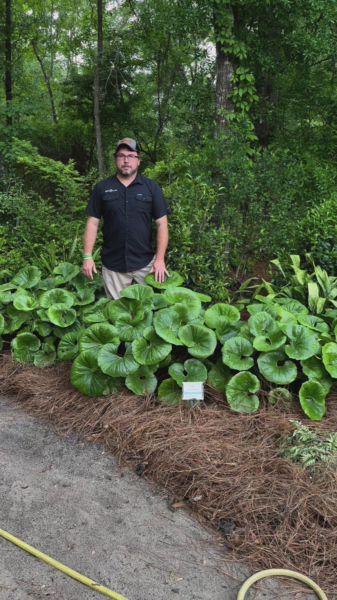 Farfugium Japonicum 'Giganteum' ~ Monrovia® Giant Leopard Plant