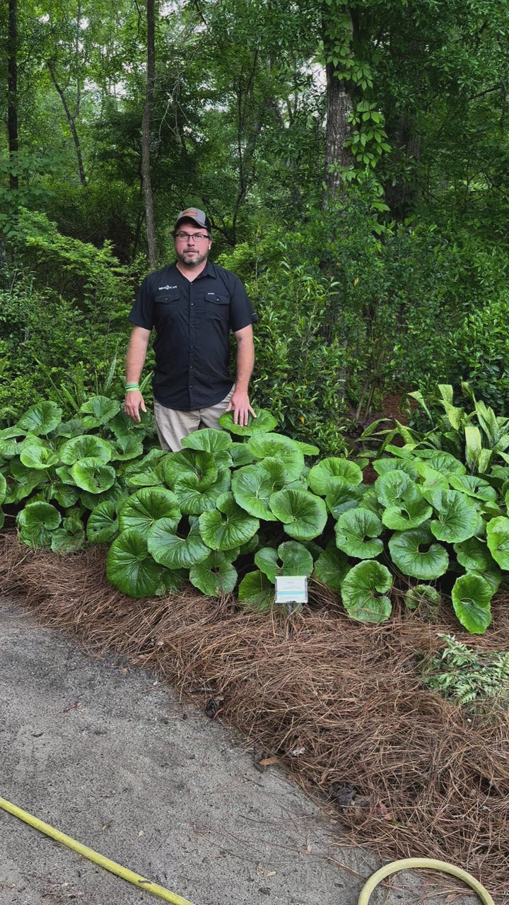 Farfugium Japonicum 'Giganteum' ~ Monrovia® Giant Leopard Plant