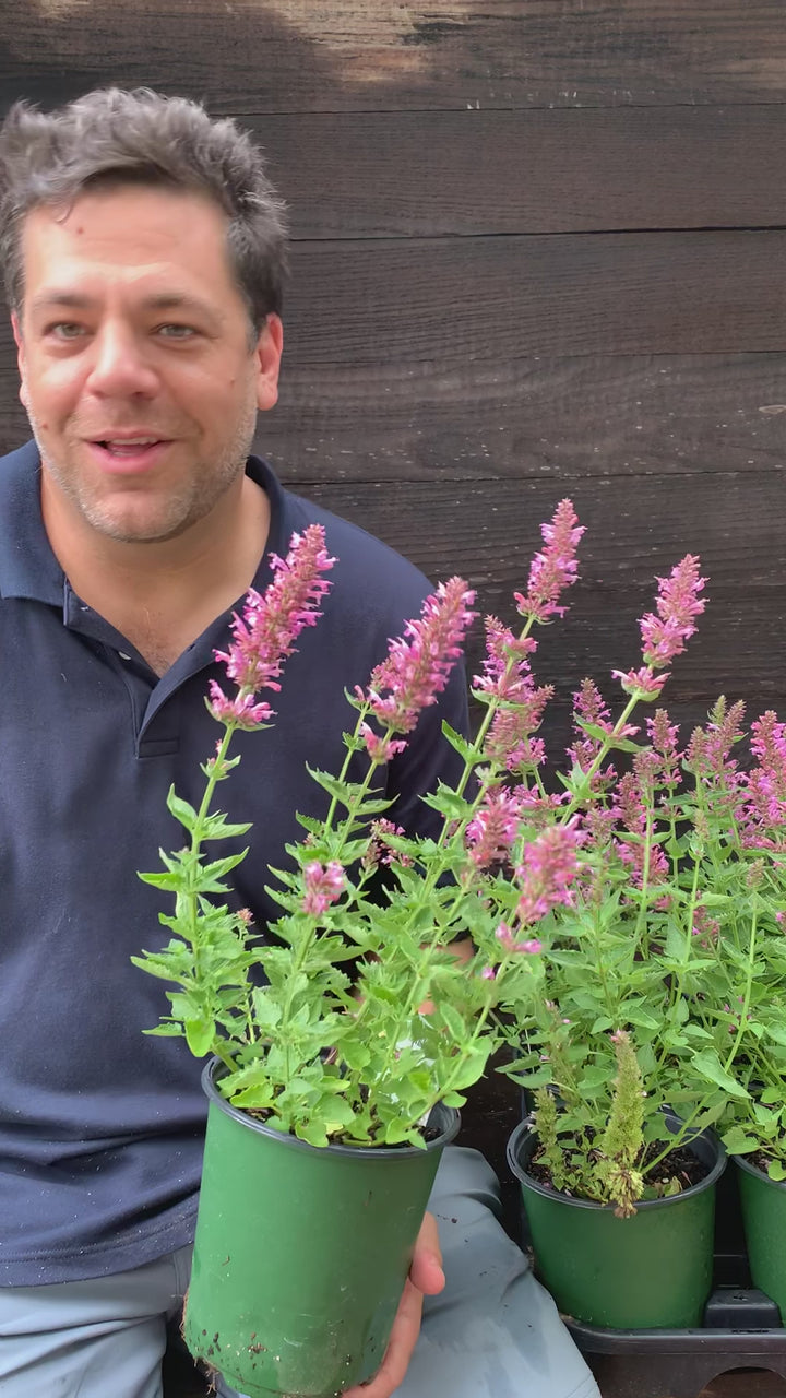 Agastache 'TNAGAPL' ~ Poquito™ Lavender Hyssop