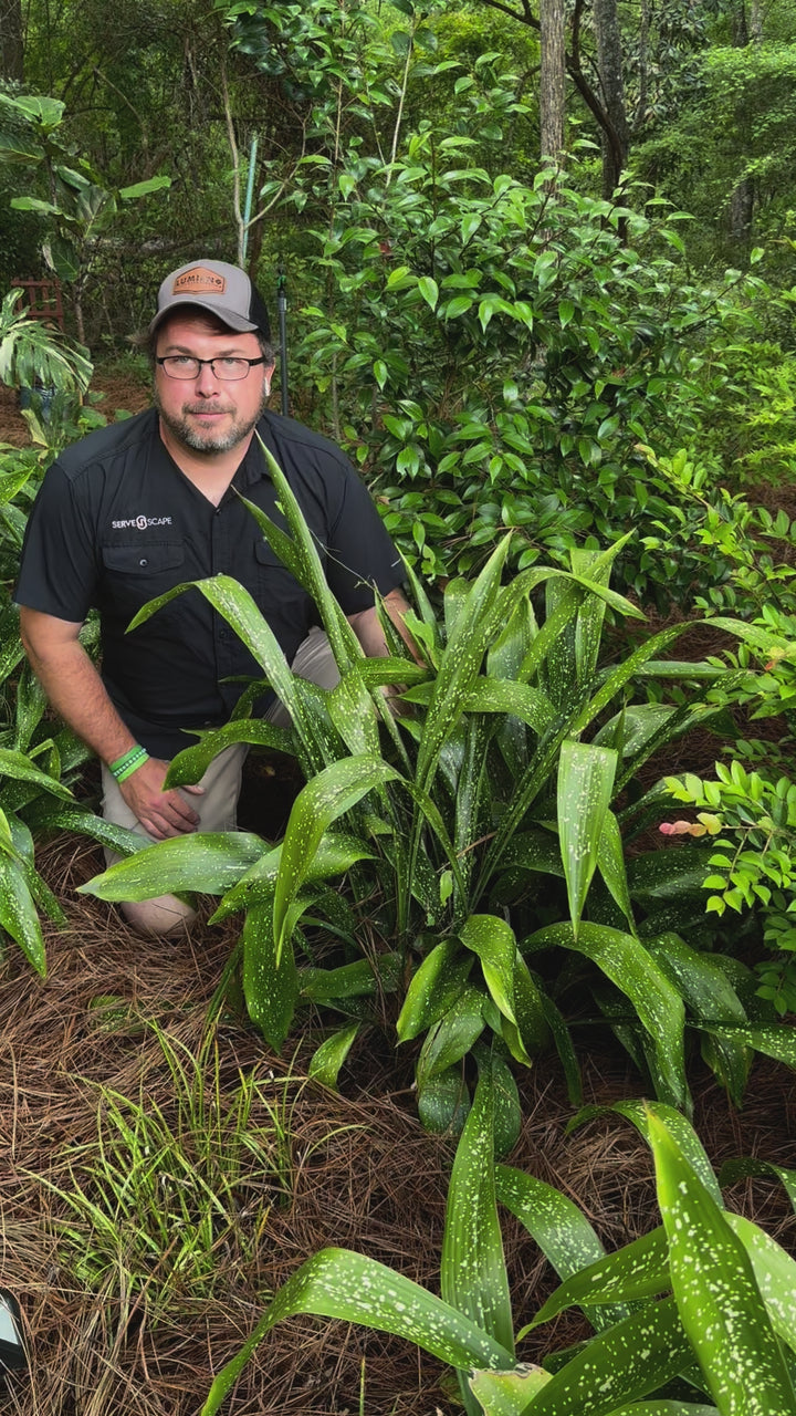 Aspidistra sichuanensis 'Spek-tacular' ~ Monrovia®  Spek-tacular Cast Iron Plant