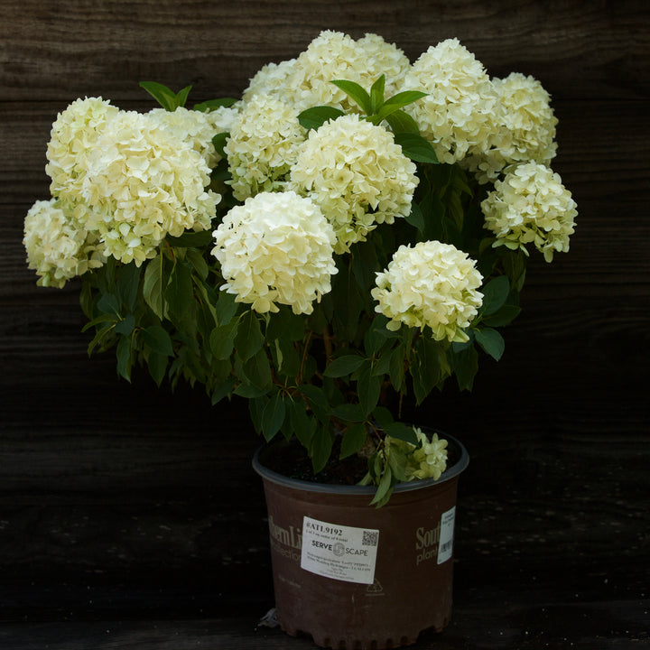 Hydrangea paniculata  ‘LeeP1’ PP28973 ~ White Wedding Hydrangea
