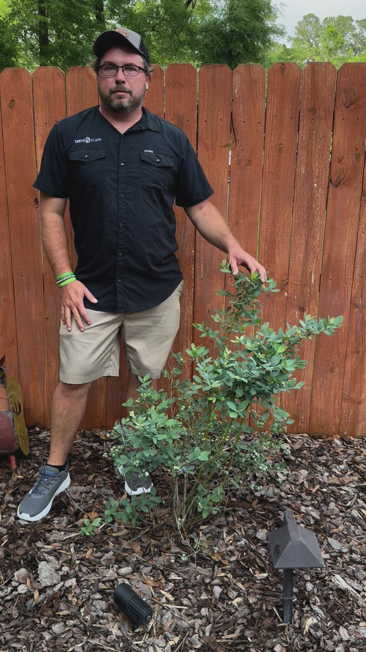 Vaccinium corymbosum 'FLX-2' PP #19,381 ~ Monrovia® Bountiful Blue® Blueberry