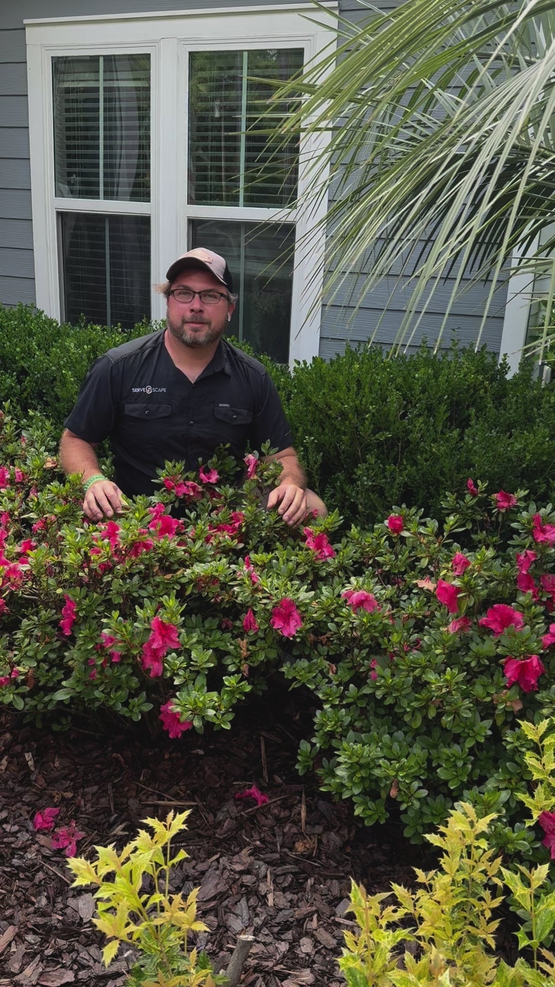 Rhododendron x 'RLH1-9P7' (H-3) PP #27,877 ~ Monrovia® Double Shot® Watermelon Azalea