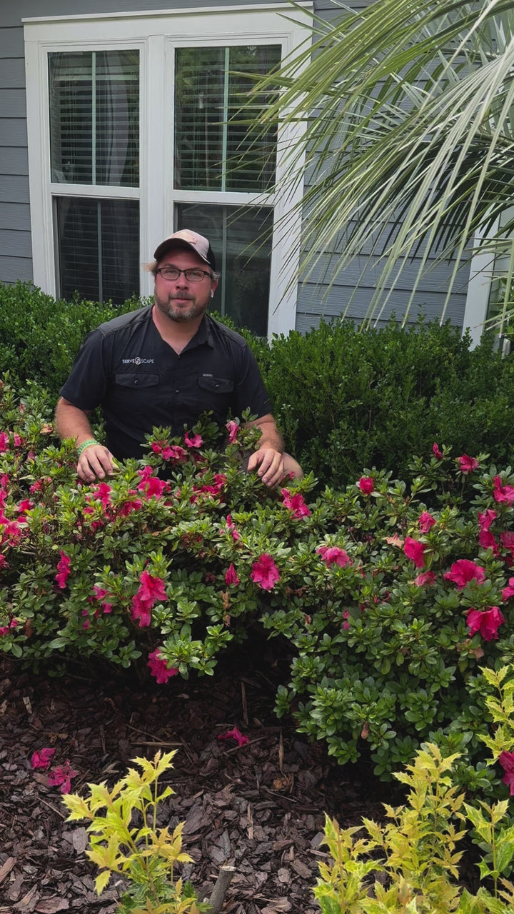 Rhododendron x 'RLH1-9P7' (H-3) PP #27,877 ~ Monrovia® Double Shot® Watermelon Azalea