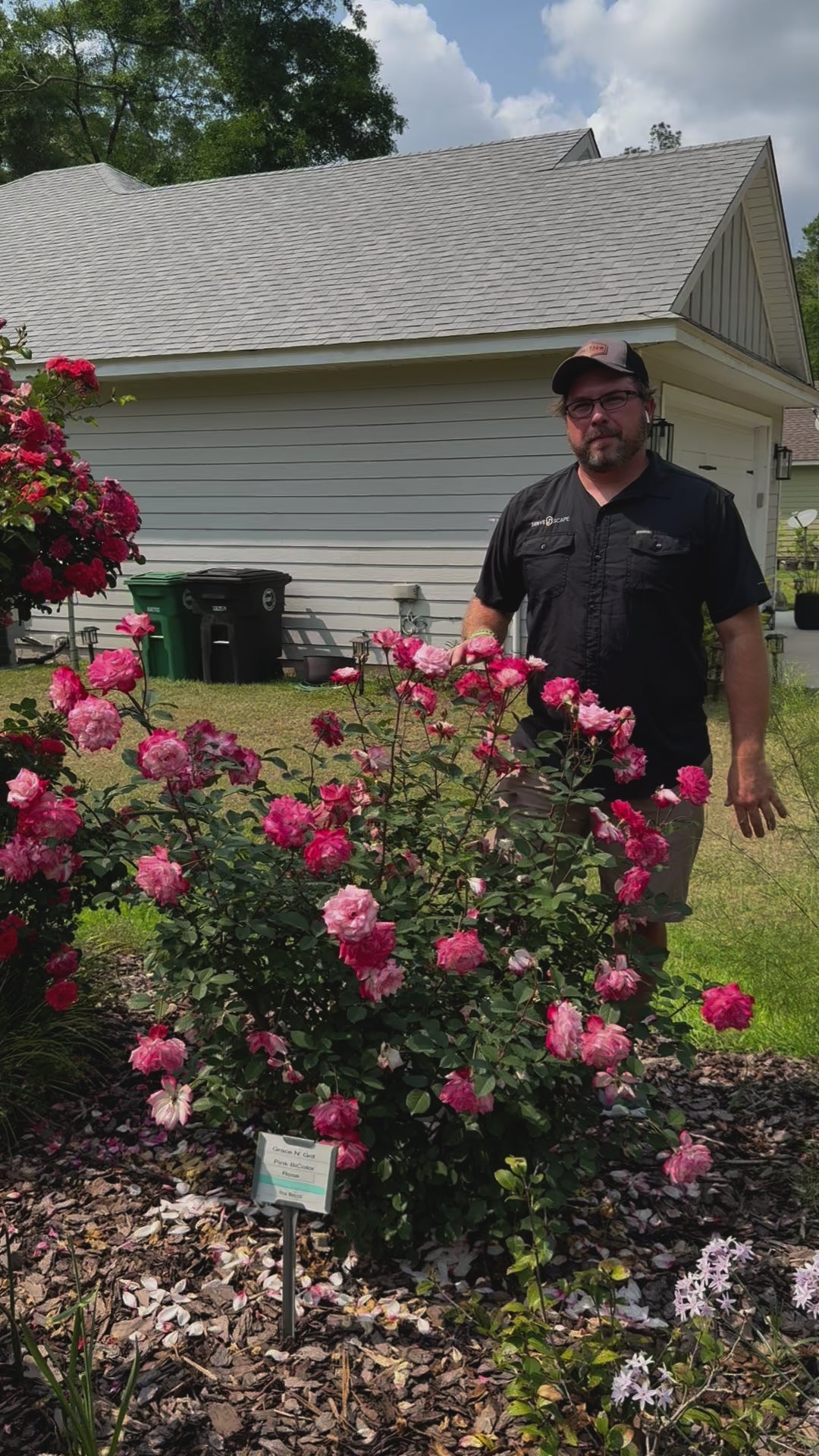 Rosa 'Meiryezza' PP #30,844 ~ Monrovia® Grace N' Grit™ Pink Bicolor Shrub Rose