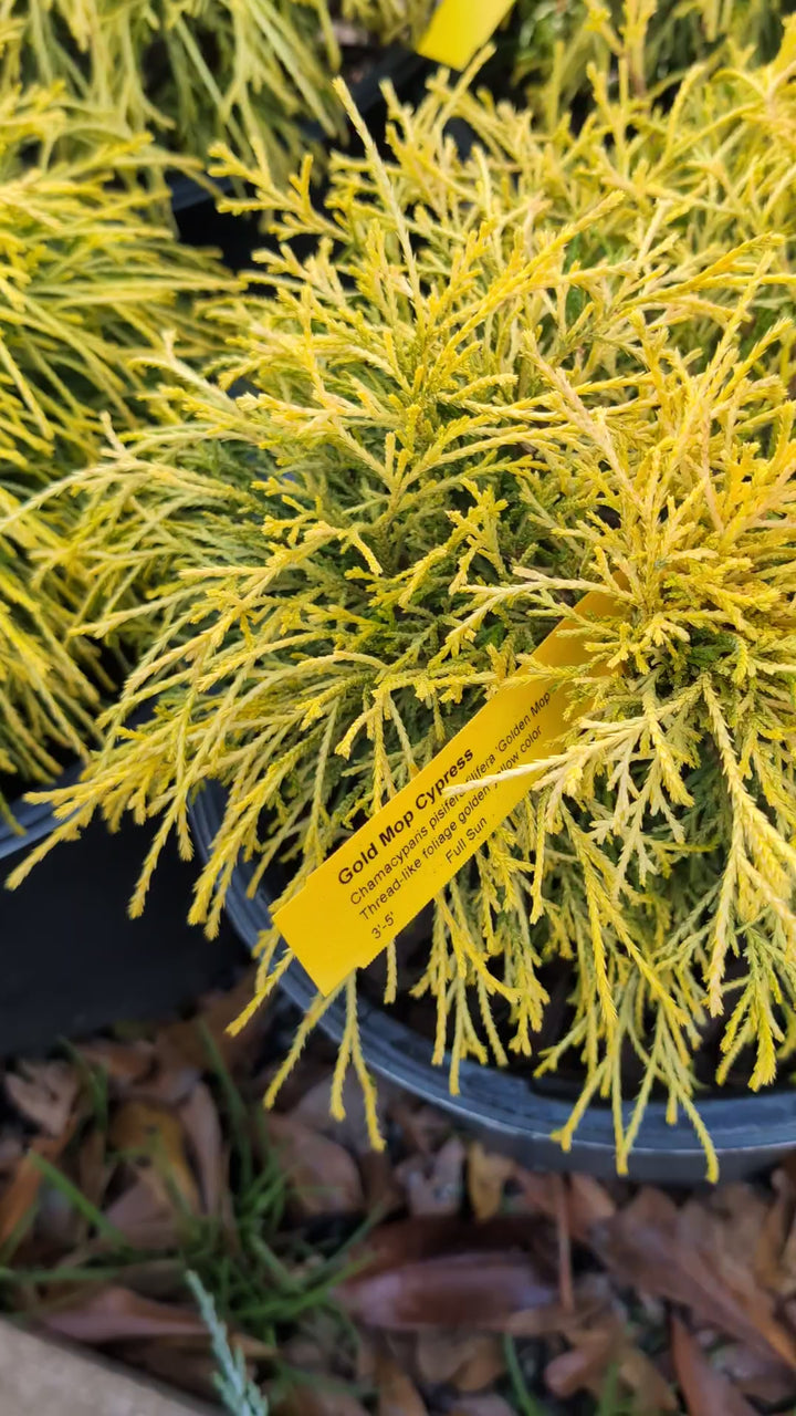 Chamaecyparis pisifera 'Golden Mop' ~ Golden Mop False Cypress