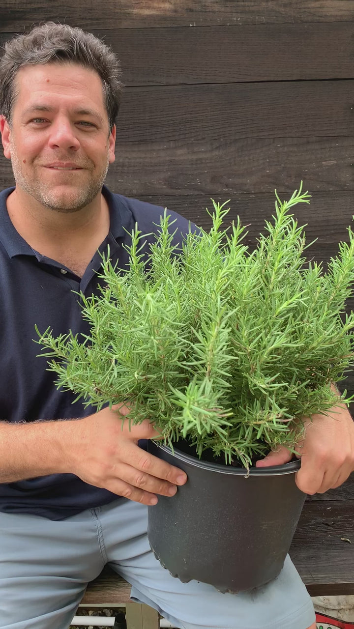 Rosmarinus officinalis 'Tuscan Blue' ~ Tuscan Blue Rosemary