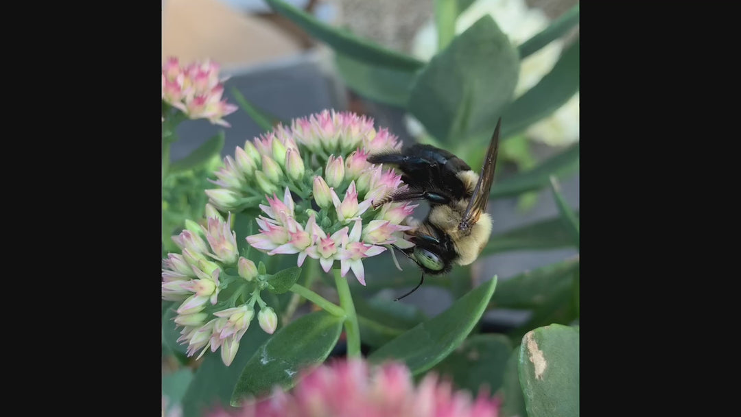 Sedum spectabile 'Autumn Joy' ~ Autumn Joy Stonecrop