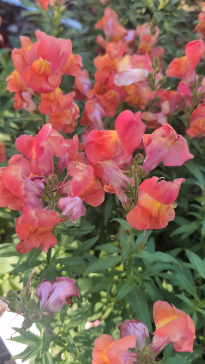 Antirrhinum majus 'Speedy Sonnet Bronze' ~ Speedy Sonnet Bronze Snapdragon