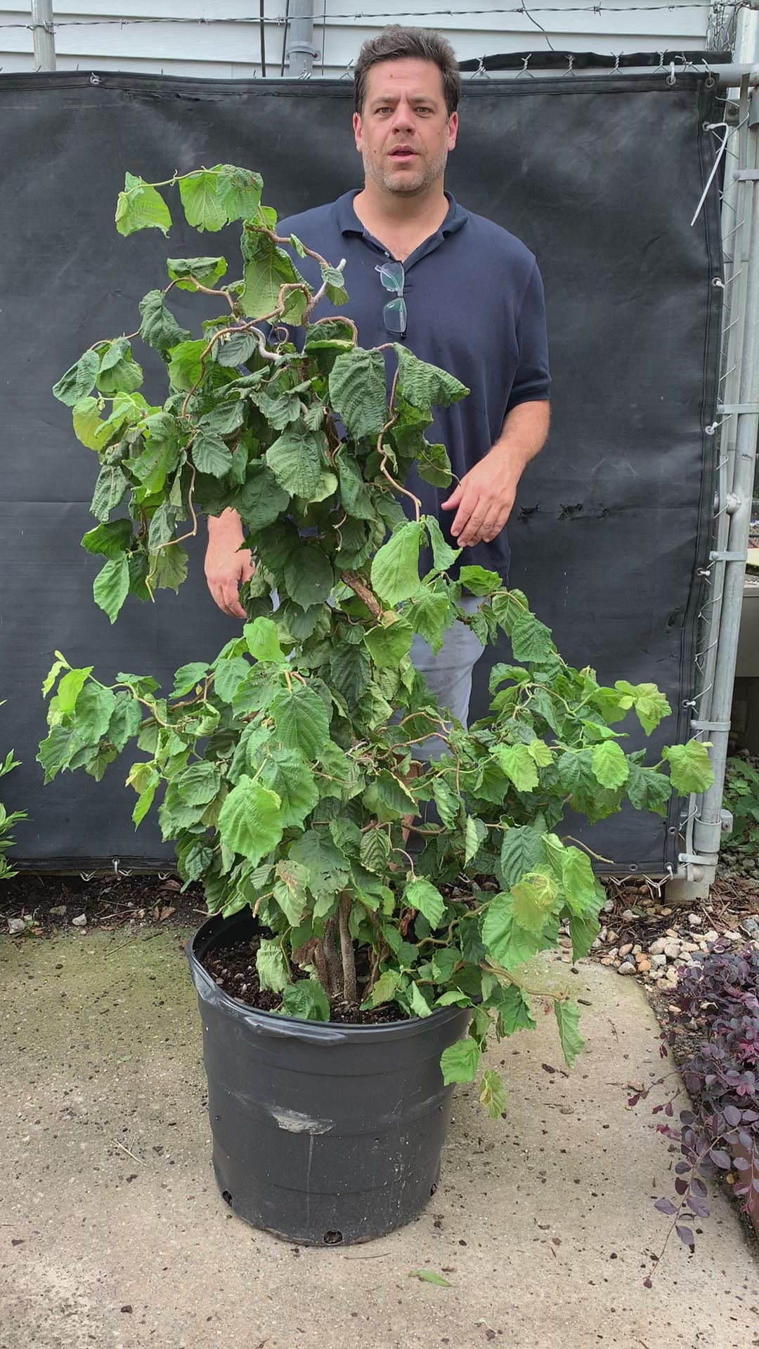 Corylus avellana 'Contorta' ~ Contorted Filbert, Harry Lauder’s Walking Stick