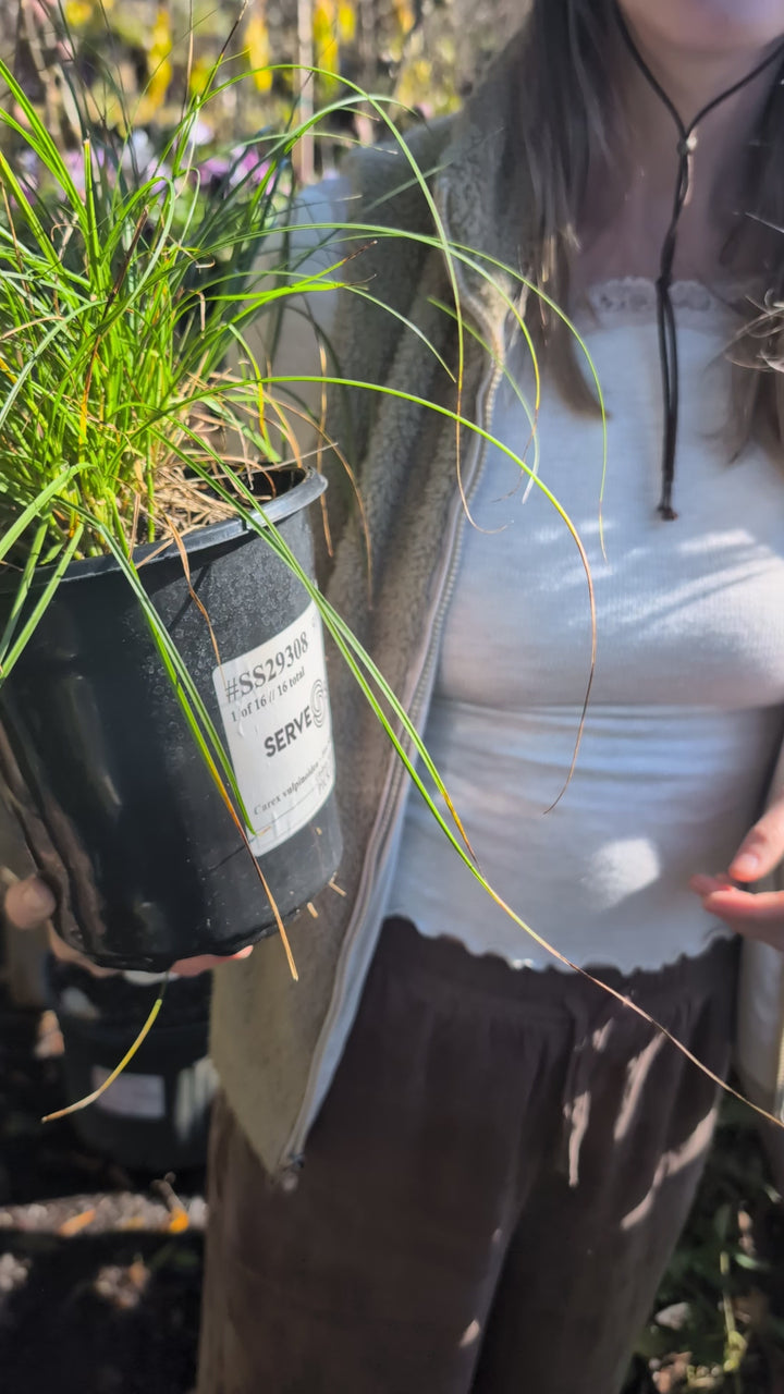 Carex vulpinoidea ~ Fox Sedge