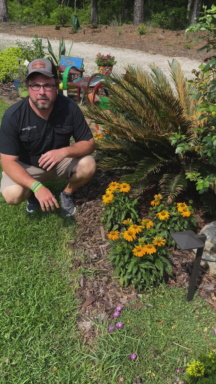 Echinacea 'Balsomold' ~ Monrovia® Sombrero® Granada Gold Coneflower
