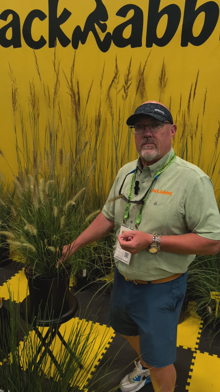 Pennisetum alopecuroides 'Cassian' ~ Cassian Fountain Grass