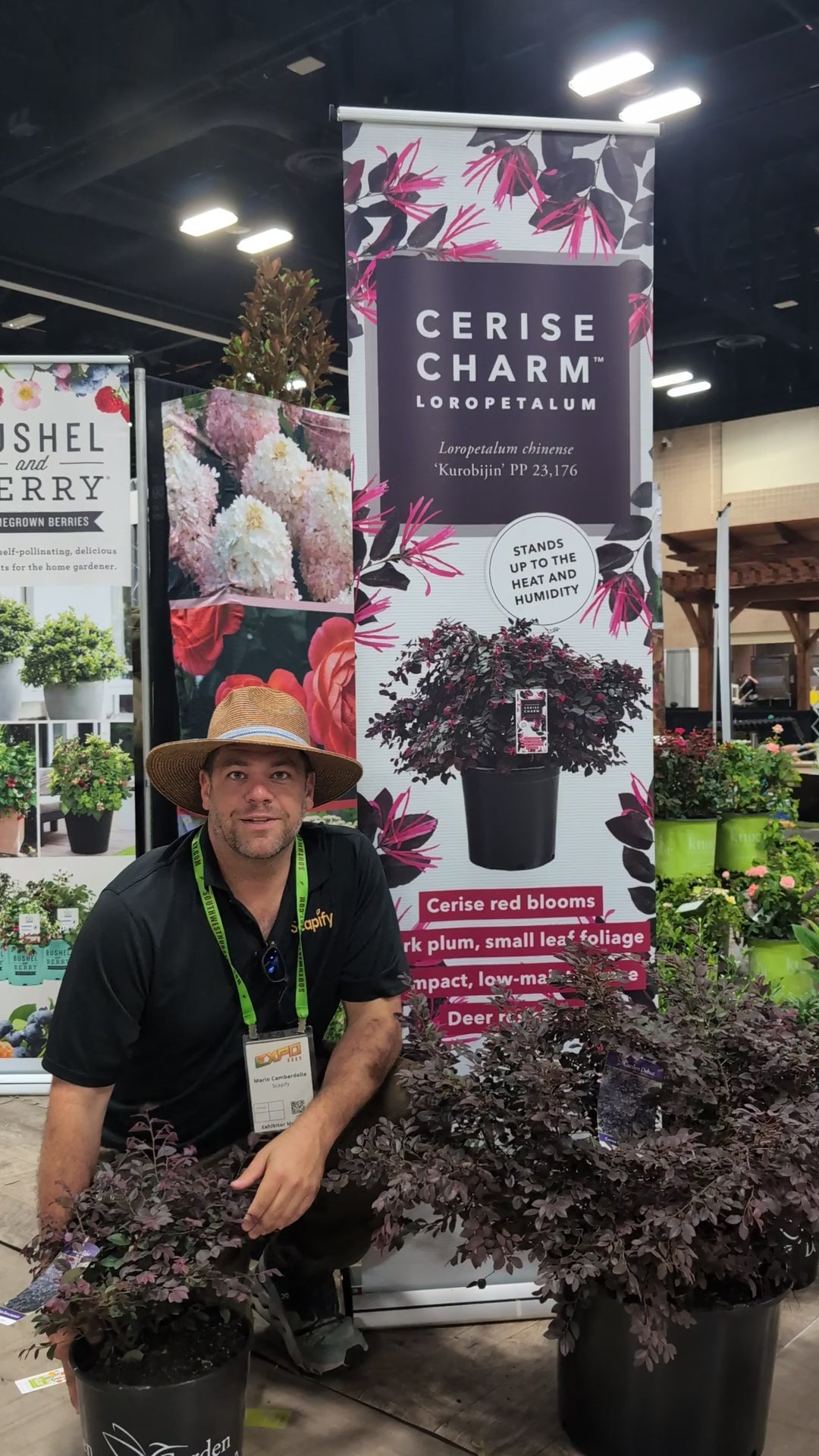 Loropetalum chinensevar. rubrum 'Cerise Charm' ~ Cerise Charm Fringe Flower