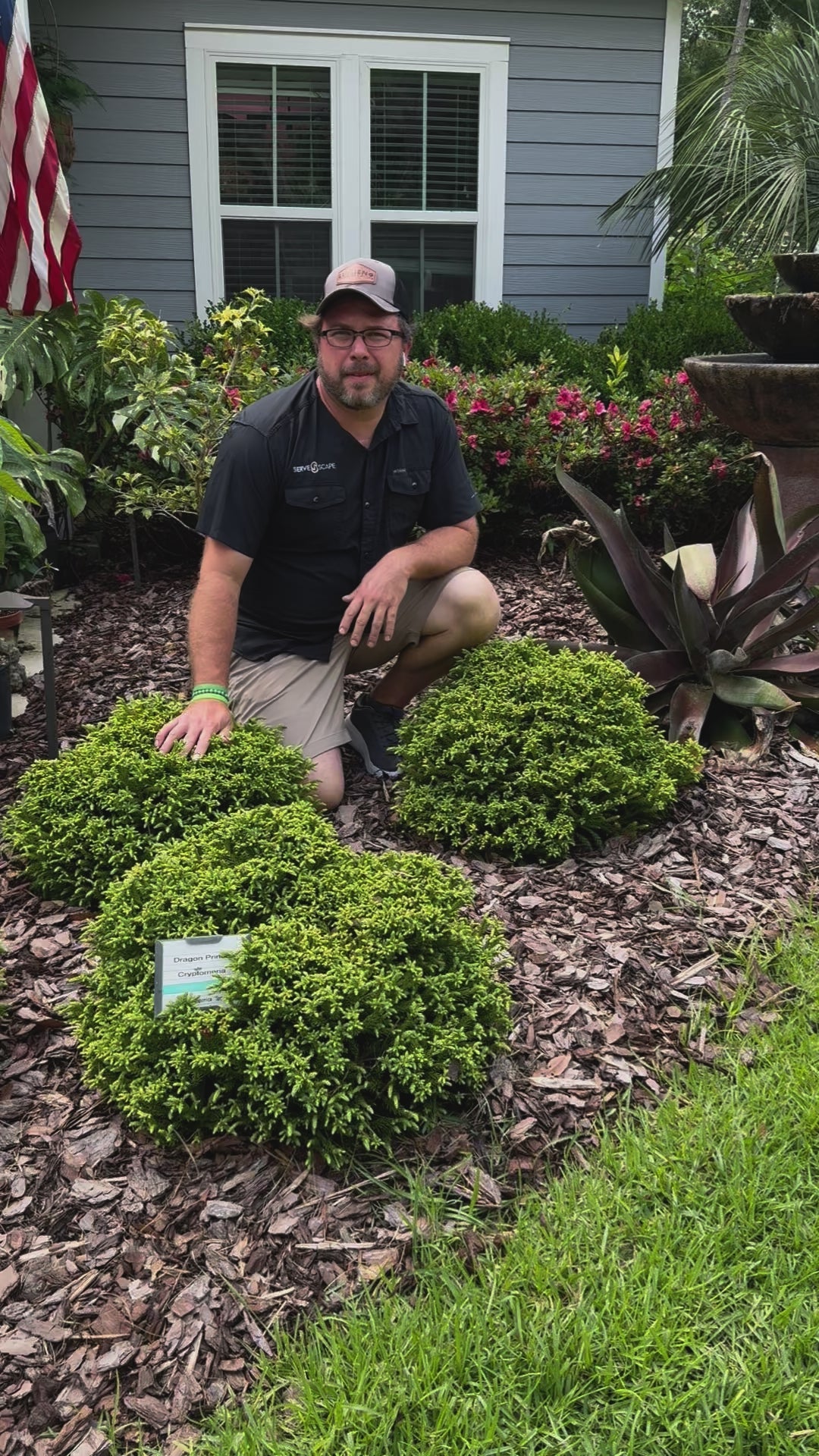 Cryptomeria japonica 'sPg-3-014' ~ Monrovia® Dragon Prince™ Japanese Cedar