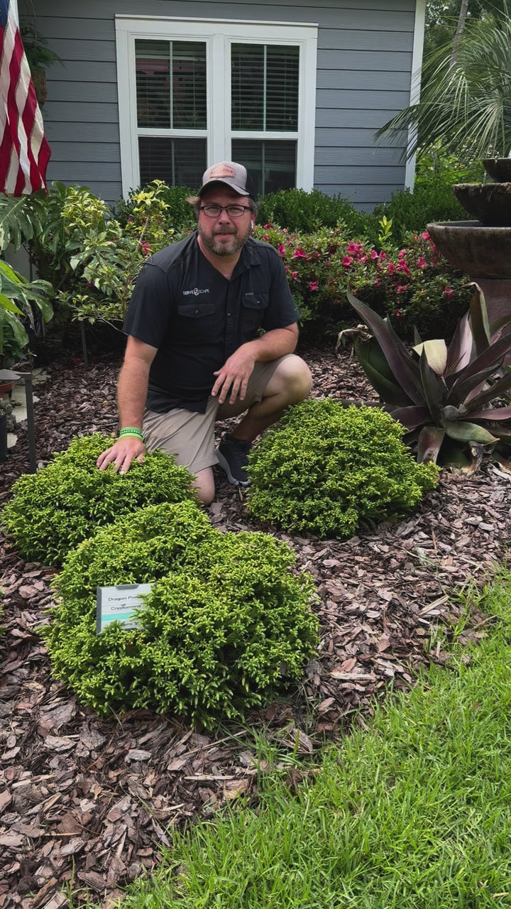 Cryptomeria japonica 'sPg-3-014' ~ Monrovia® Dragon Prince™ Japanese Cedar