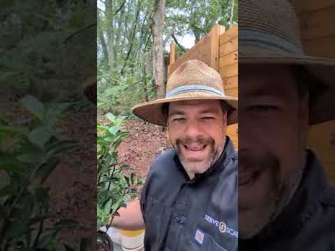 Itea virginica 'Sprich' ~ Little Henry® Sweetspire