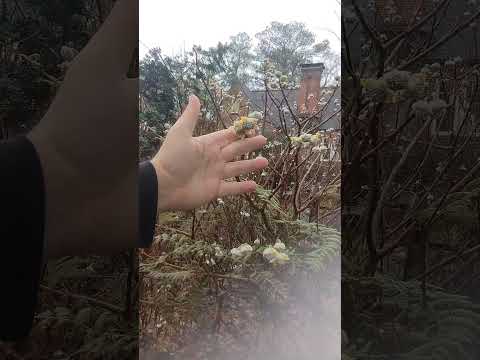 Edgeworthia chrysantha ~ Paperbush Plant