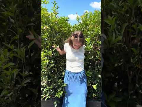 Osmanthus fragrans ~ Fragrant Tea Olive, Sweet Olive