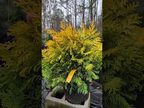 Chamaecyparis obtusa 'Crippsii' ~ Golden Hinoki False Cypress