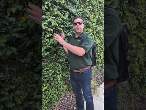 Ficus pumila ~ Creeping Fig